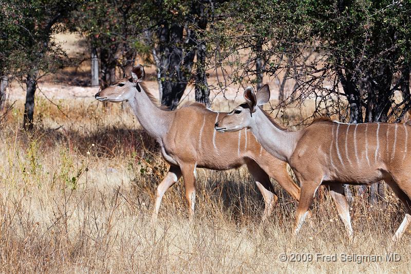 20090611_103528 D300 X1.jpg - Greater Kudu using ground cover for protection